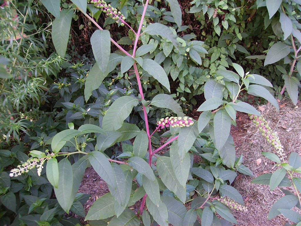 Phytolacca americana